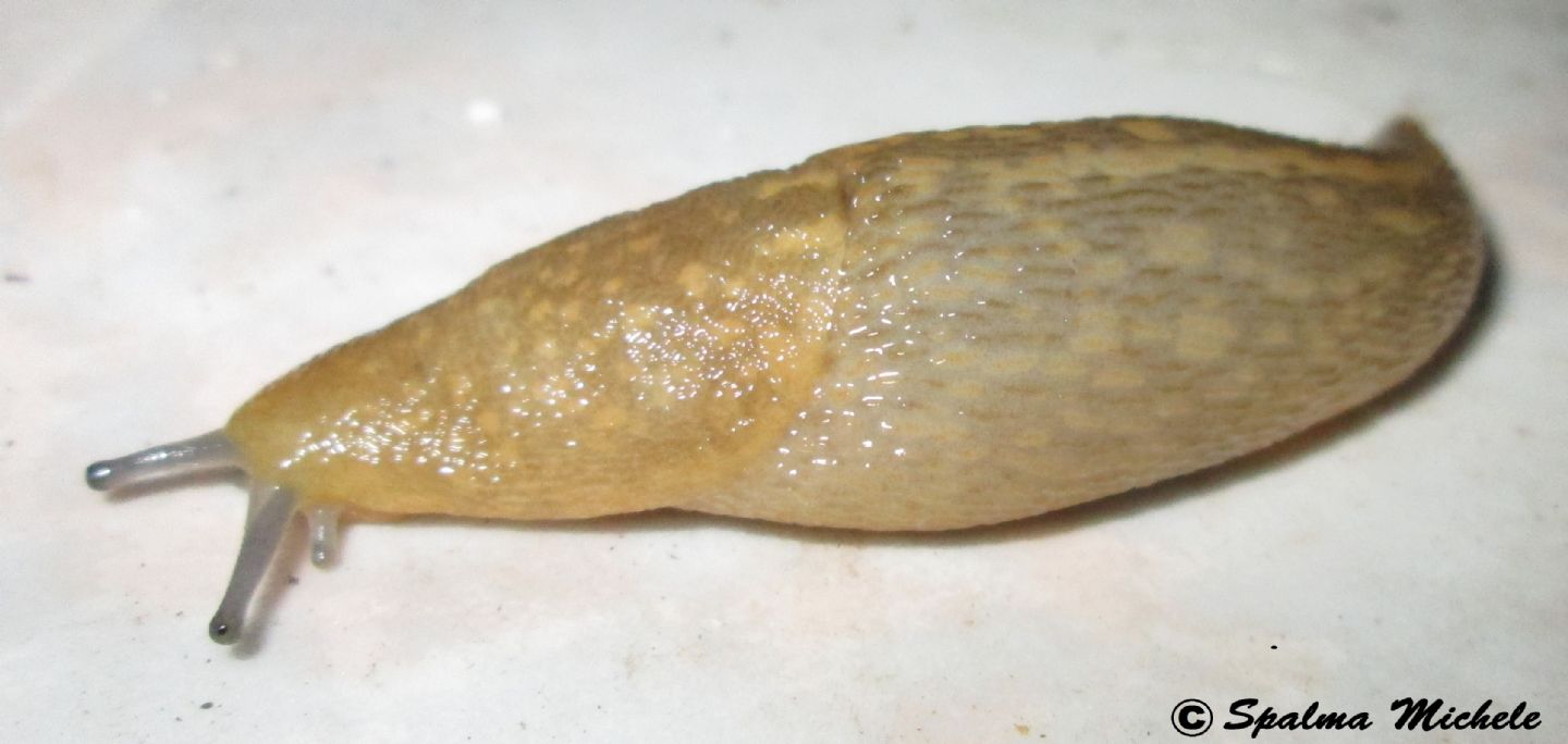 Limacus siciliano: L. flavus da Carini (PA)